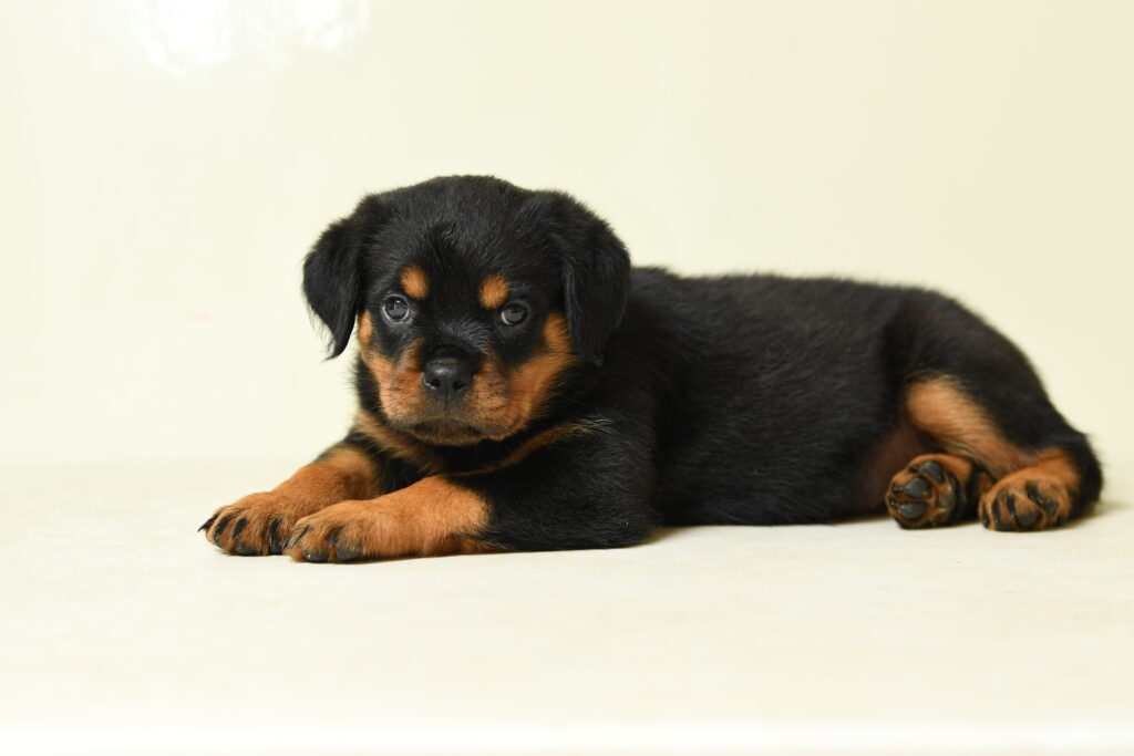 Lotus - Rottweiler
