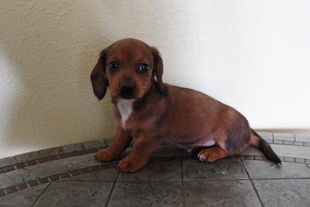 Dachshund Image #1