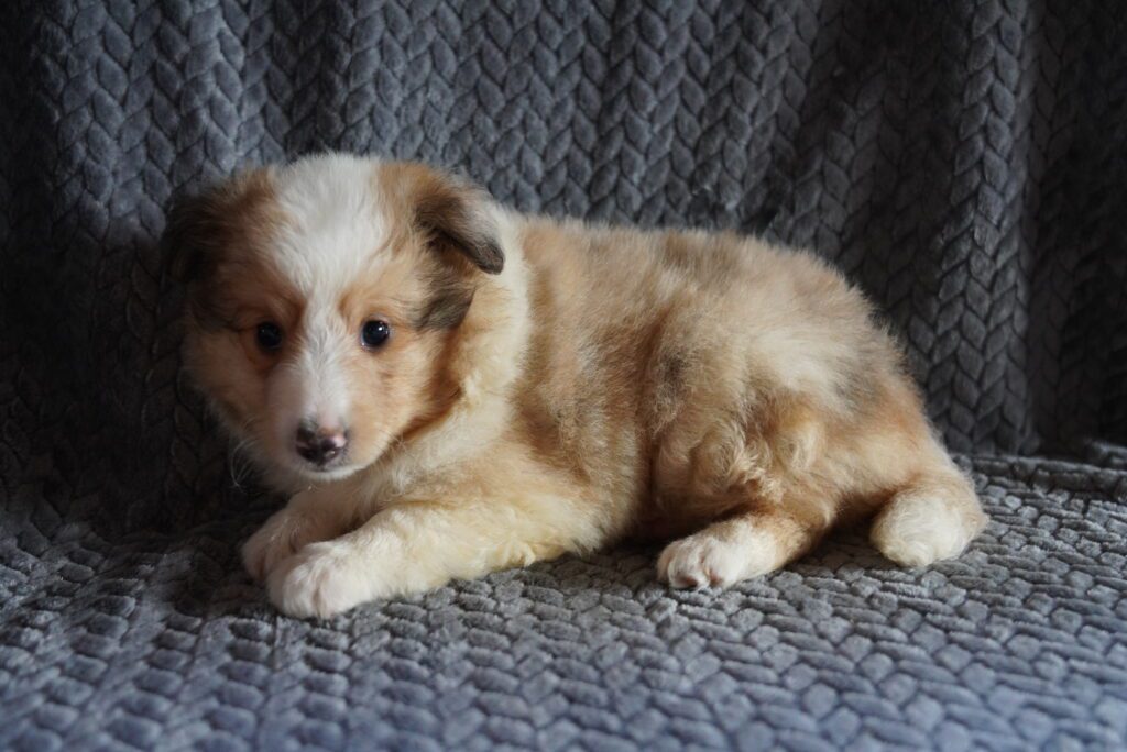 Shetland Sheepdog Image #1