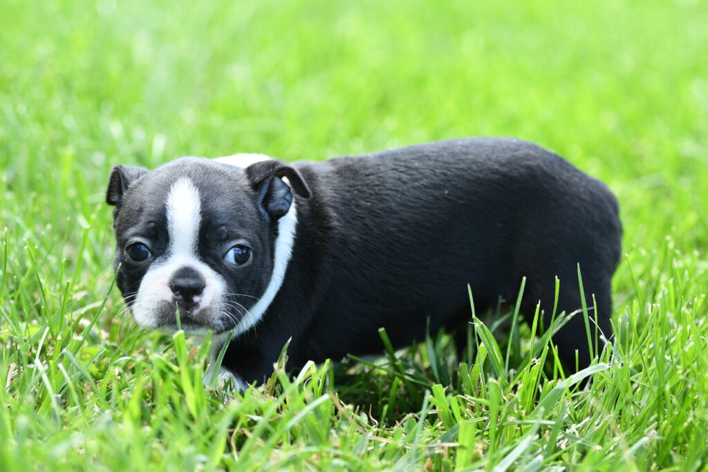 Beetle - Boston Terrier