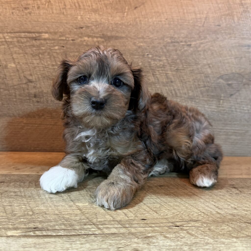 Yorkipoo Image #1