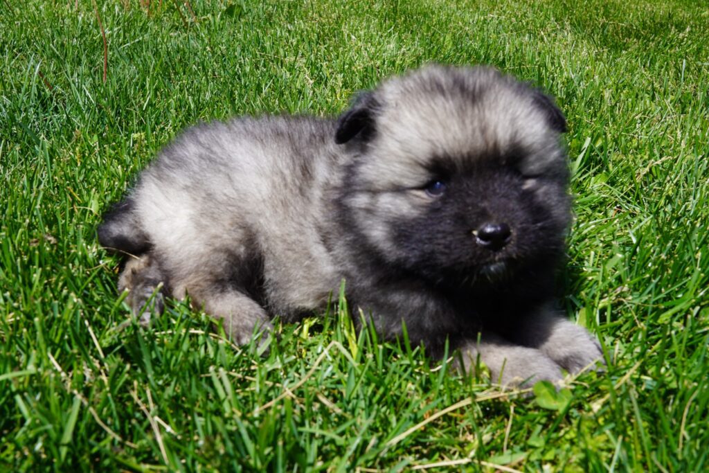 Keeshond Image #1