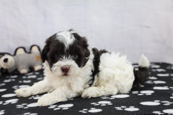 Tank - Havanese