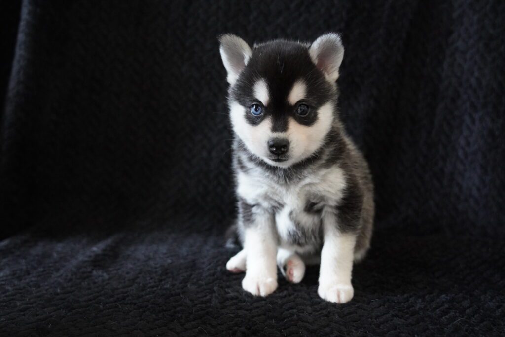 Alaskan Klee Kai Image #1