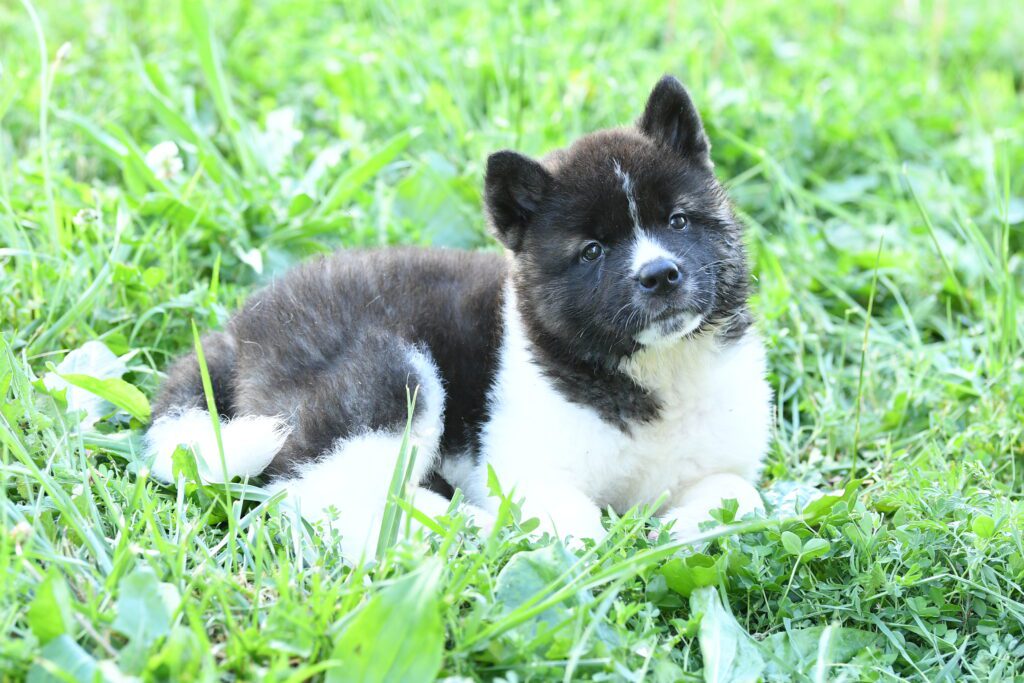 Gwen - Akita