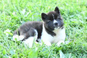 Petland Texas Akita puppy available