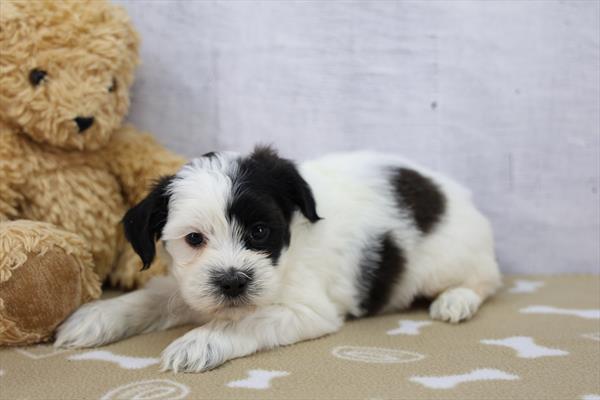 Shih-Poo Image #1