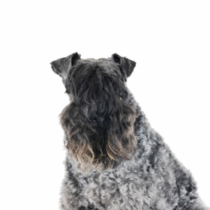 Petland Texas Kerry Blue Terrier