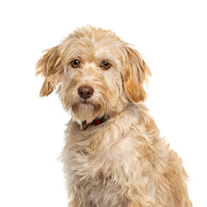 Petland Texas Labradoodle