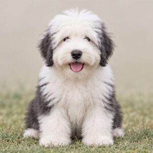 Fluffy, gray and white coat, standing confidently with a playful expression
