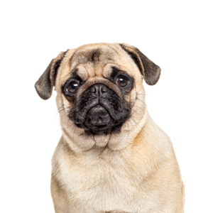Petland Texas Pug