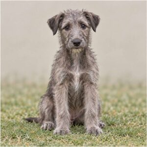 Tall, slender dog with a wiry gray coat standing proudly outdoors