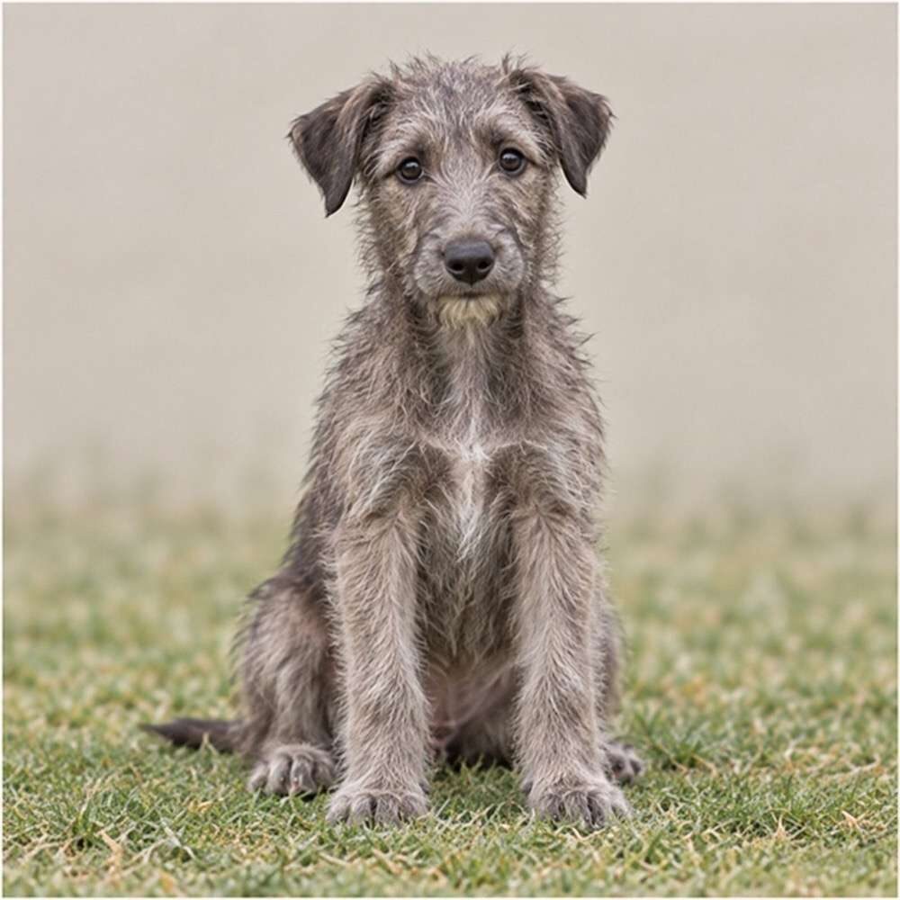 Tall, slender dog with a wiry gray coat standing proudly outdoors