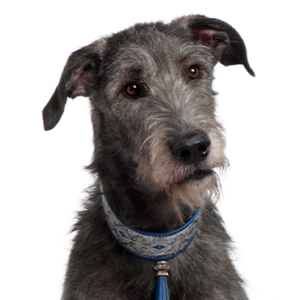 Petland Texas Scottish Deerhound