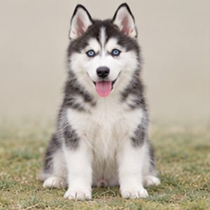A fluffy gray and white Siberian Husky standing proudly in a snow-covered landscape