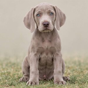 Silver-gray dog with a sleek coat standing alert in a grassy field