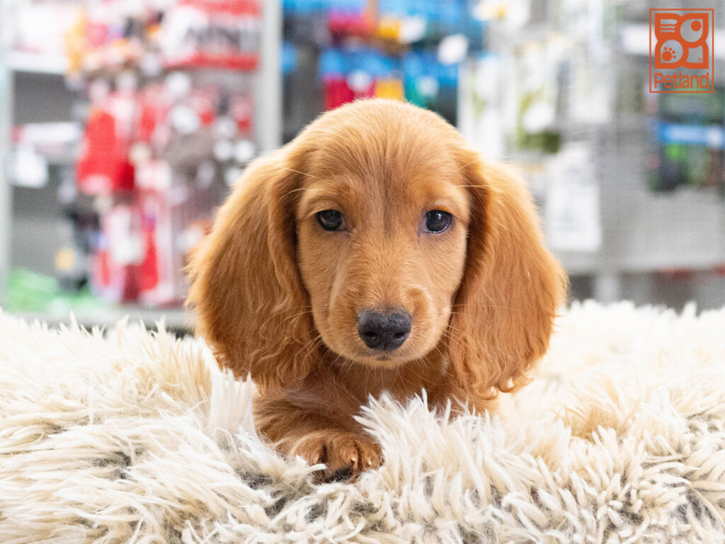 Copper - Dachshund