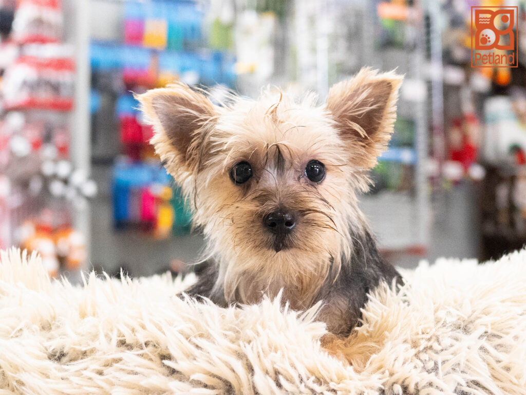 Clover - Yorkshire Terrier