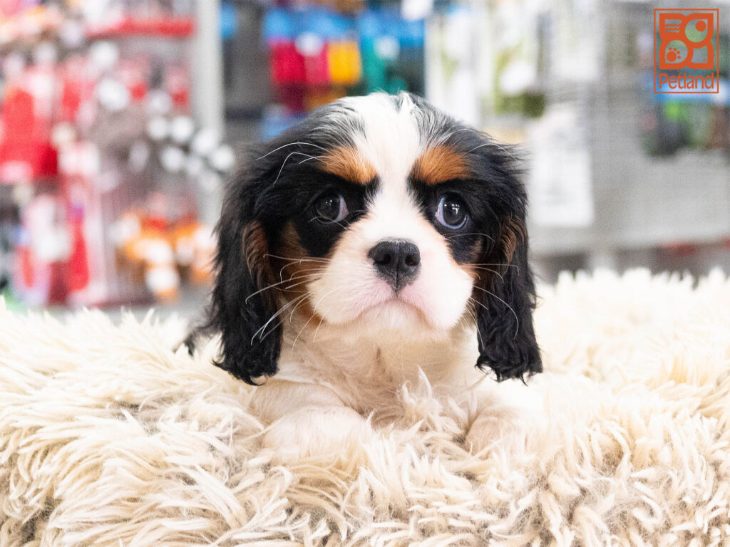 Olive - Cavalier King Charles