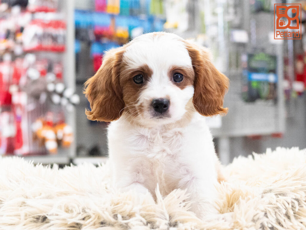 Rusty - Cavapoo