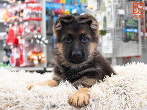 Petland Texas German Shepherd puppy available