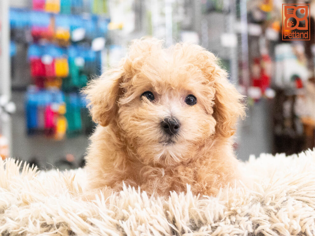 Ivory - Bichapoo