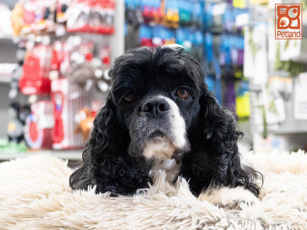 Amber - Cocker Spaniel