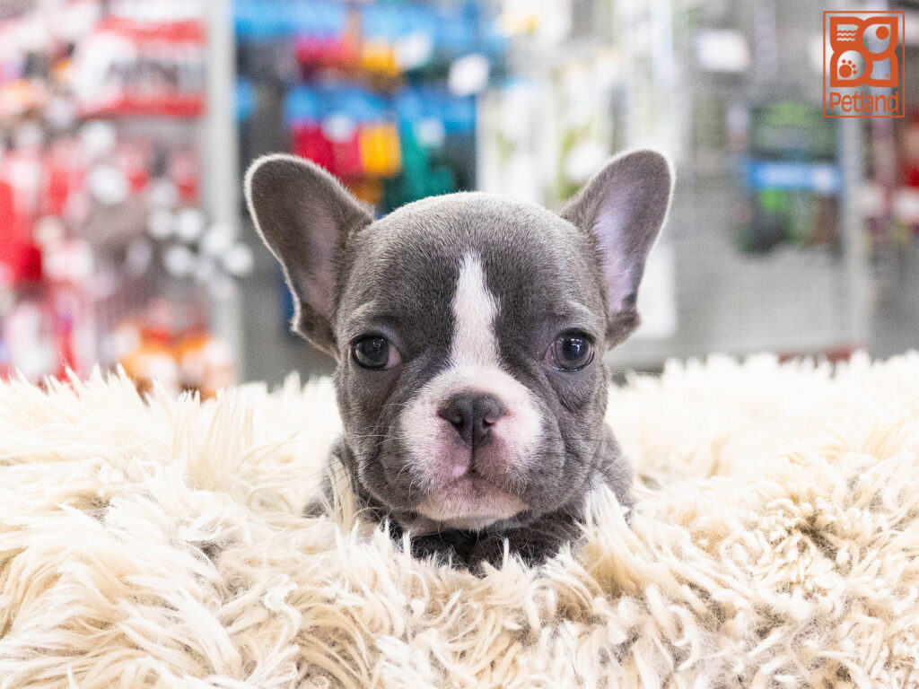 Roux - French Bulldog