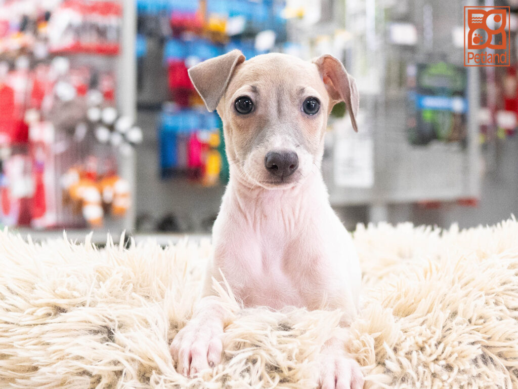 Periwinkle - Italian Greyhound