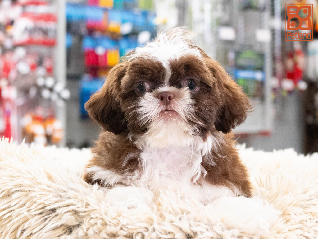Moss - Shih Tzu