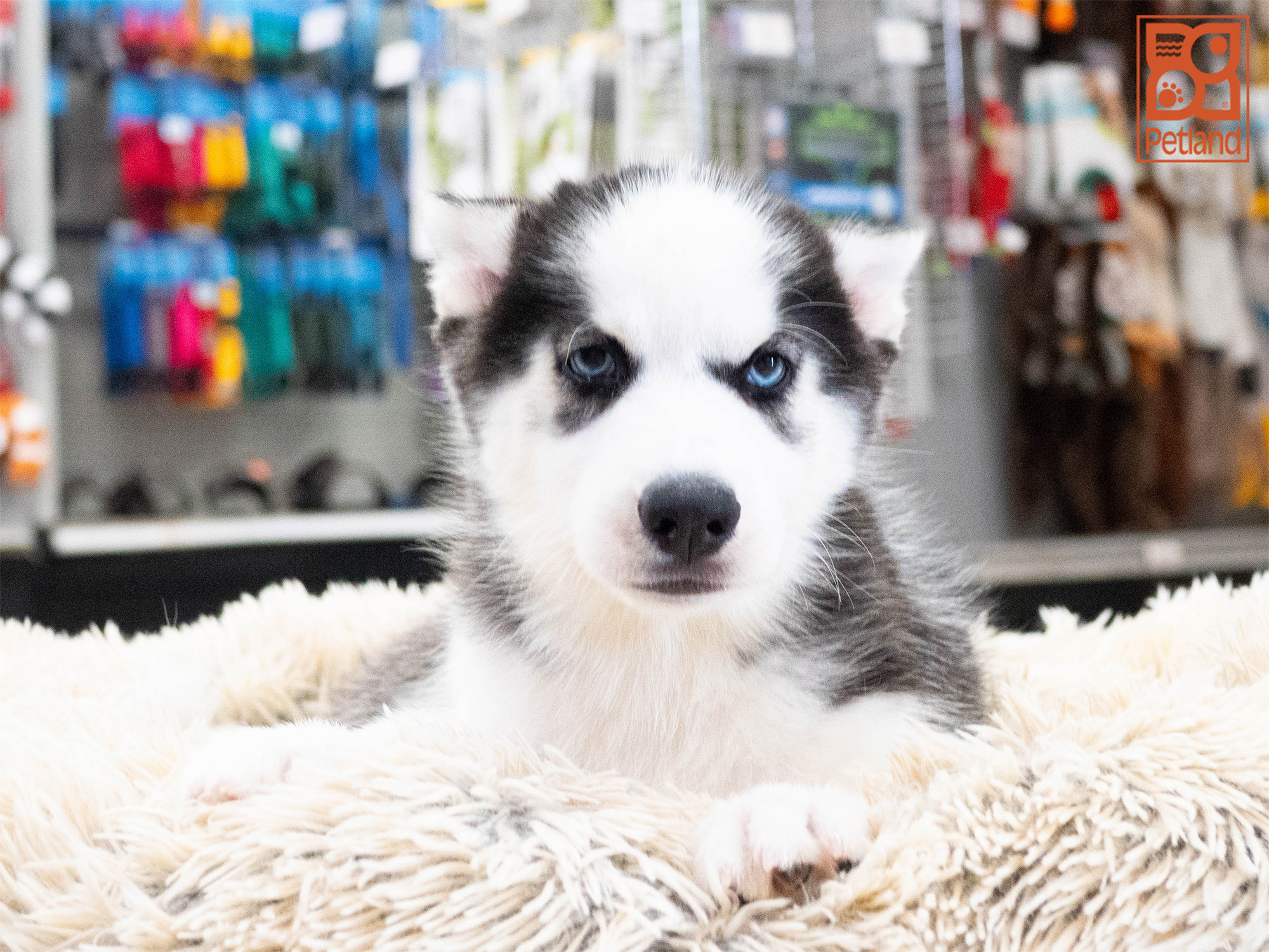 Find Siberian Husky Dog | Petland Tyler, TX