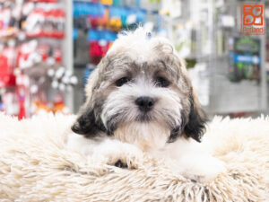 Petland Texas Teddy Bear puppy available