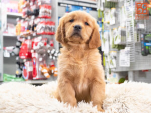 Petland Texas Golden Retriever puppy available