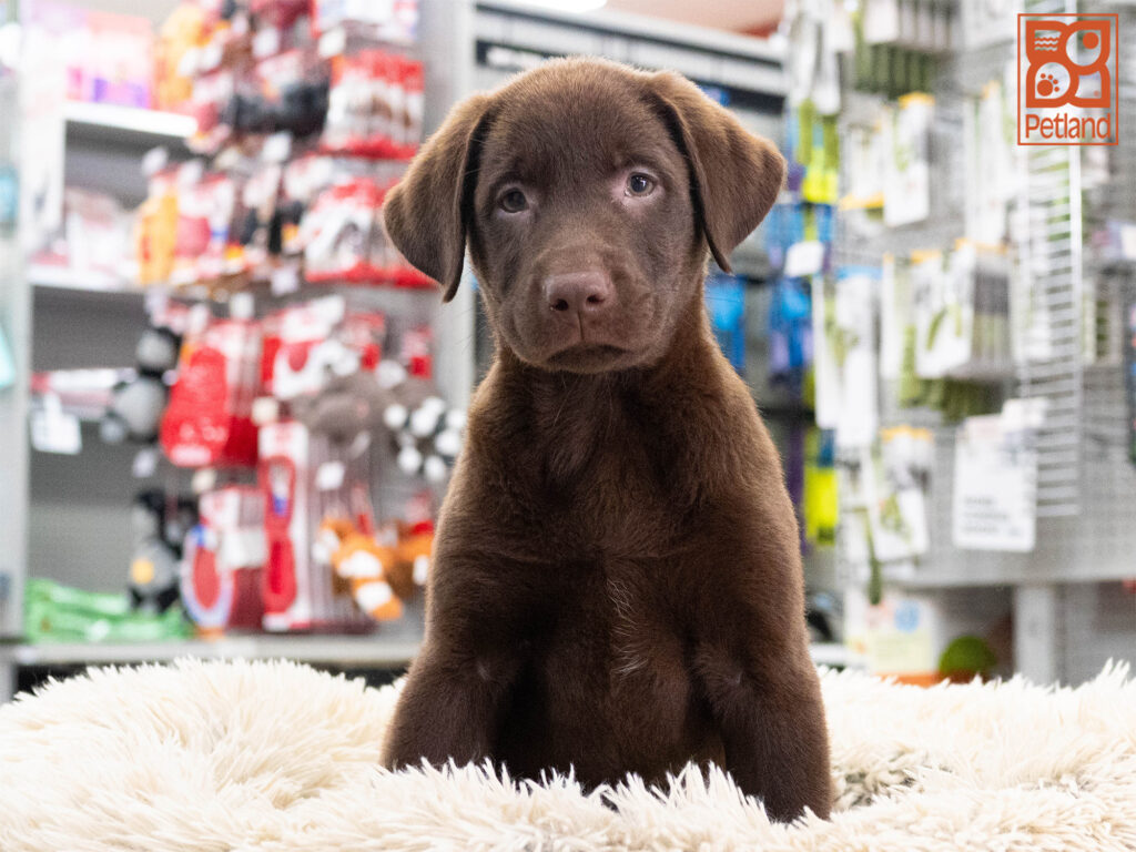 Eeyore - Labrador Retriever