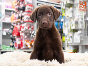 Petland Texas Labrador Retriever puppy available