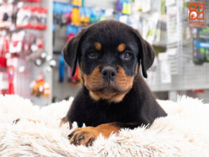 Petland Texas Rottweiler puppy available