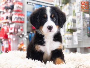 Petland Texas Bernese Mountain Dog puppy available