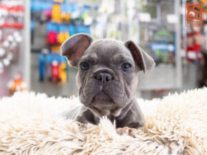 Petland Texas French Bulldog puppy available