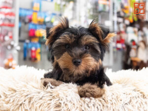Petland Texas Yorkshire Terrier puppy available