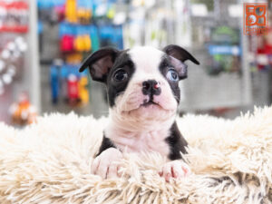 Petland Texas Boston Terrier puppy available