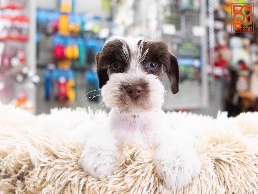 Cordelia - Mini Schnauzer