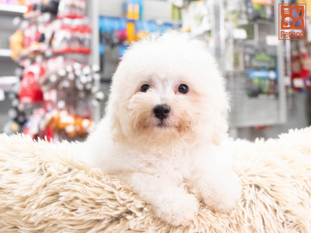 Poseidon - Bichapoo