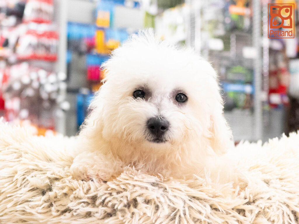 [#261361-01]  - White M Bichon Frise Puppies For Sale