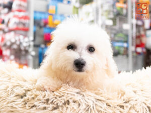 Petland Texas Bichon Frise puppy available