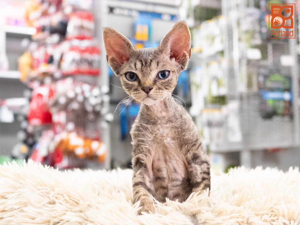 [#261536-01]  - Black M Devon Rex Puppies For Sale