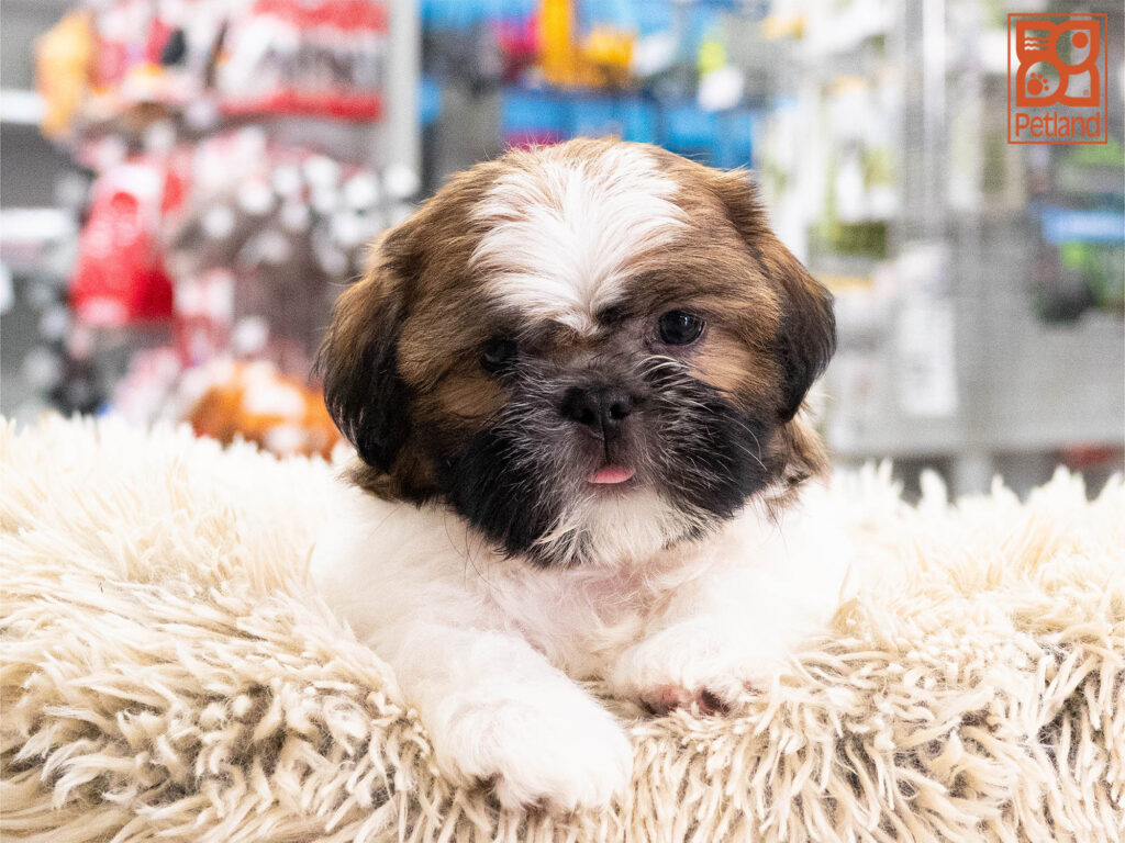 Angus - Shih Tzu