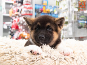 Petland Texas Akita puppy available