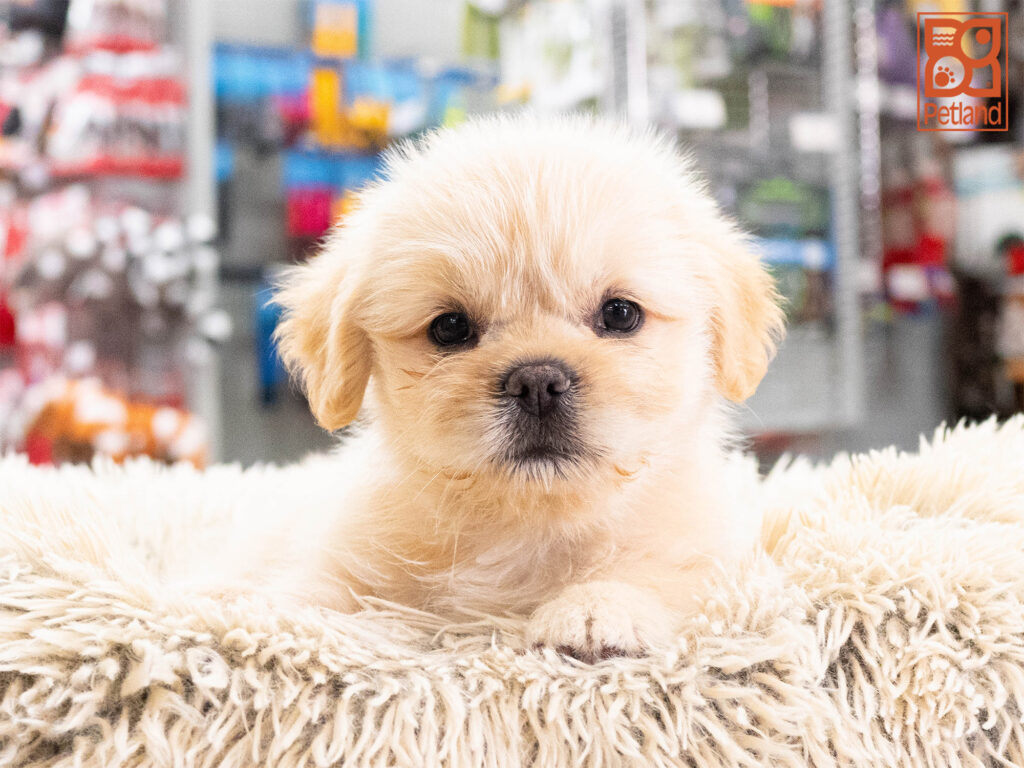Eros - French Bulldog/Lhasa