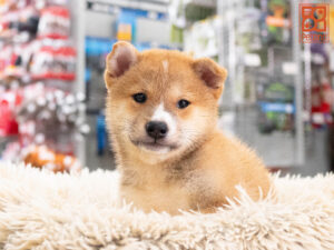 Petland Texas Shiba Inu puppy available
