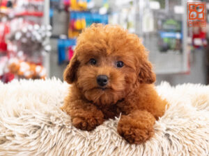 Petland Texas Poodle puppy available
